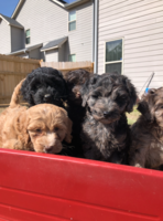 Image of website Mini Goldendoodle Puppies in Atlanta