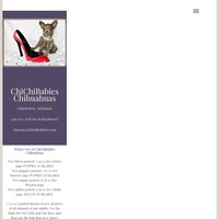 Image of website ChiChiBabies Chihuahuas