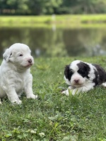 Image of website Soapstone Farms Sheepadoodles