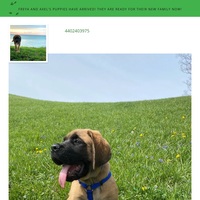 Image of website Erie Mastiff