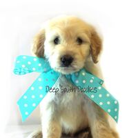 Image of website Goldendoodles and Merle Poodles