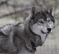 Image of website North Woods Kennel