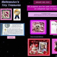 Image of website Malteseuluvs Tiny Treasurers