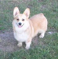 Image of website rogue west corgis