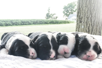 Image of website Uncommon Dog