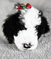 Image of website Seadorf Sheepadoos