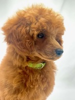 Image of website Keizer Poodles