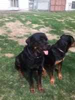Image of website Lillys kennel