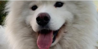 Image of website Samoyed Pups READY for Homes