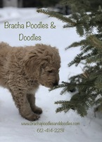 Image of website Bracha Poodles Doodles