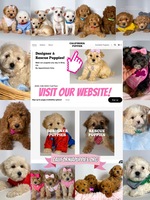 Image of website California Designer Breed and Rescue Puppies