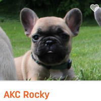 Image of website Pcfrenchies in Minnesota