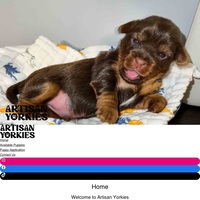 Image of website Artisan Yorkies LLC