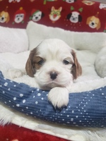 Image of website Northwoodscavaliers