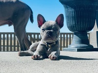 Image of website Rockymountainhighkennels