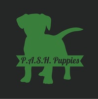 Image of website PASH Puppies