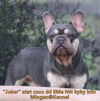 Image of website Mingan Kennel SW Florida