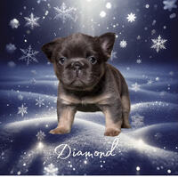 Image of website Instagram French bulldog Website
