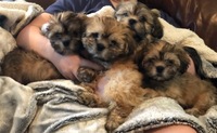 Image of website Shih Tzu Lhasa Apso Mix Puppies