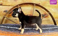 Image of website Lisas Little Chihuahuas