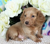 Image of website Heritage Doxies