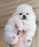 Image of website Teacup Pomeranian Puppies