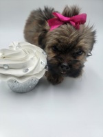 Image of website Shih Tzu Yorkie Shorkies