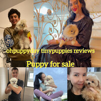 Image of website TINY PUPPIES OVERSEAS PUPPY FOR SALE
