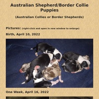 Image of website Australian shepherdBorder collie puppies