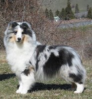 Image of website Ramel Shetland Sheepdogs