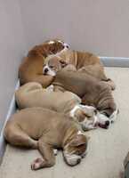 Image of website Olde English Bulldogges of Tampa Bay