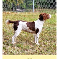 Image of website Bretoncreek Kennel