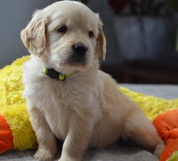 Image of website AKC Golden Retrievers
