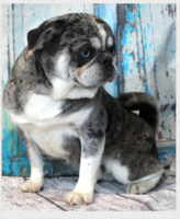 Image of website Pugs Chihuahuas Bred By Families