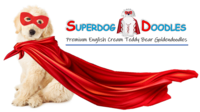 Image of website SuperDog Doodles  English Cream Goldendoodles