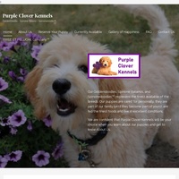 Image of website Spinone and Spinonedoodle