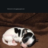 Image of website Snugglepuppies Papillons