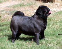 Image of website Southern Pugs