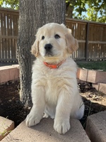 Image of website StayGoldenKennels