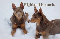 Image of website Highland Kennels Stock dogs