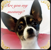 Image of website Dreamers Pups
