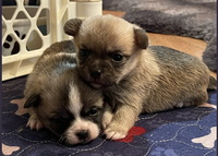 Image of website Precious Chihuahuas
