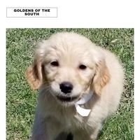 Image of website Goldens of the South