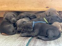 Image of website AKC Silver and Charcoal Labradors