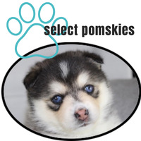 Image of website Select Pomskies