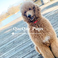 Image of website QaeQae Pups