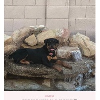 Image of website Family Rottweilers
