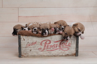 Image of website Carters Hound Dog Ranch