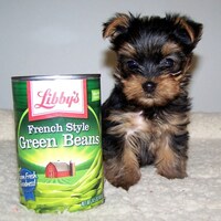 Image of website Little Rascal Null Puppies