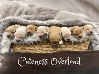 Image of website Brooklyns Teddy Bear Goldendoodles
